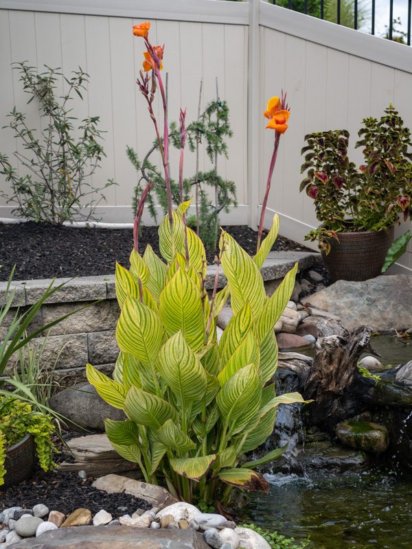 Buy Bengal Tiger Canna Lily, FREE SHIPPING, Wilson Bros Gardens