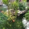Bald Cypress - Image 3
