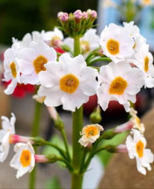 Japanese Primrose