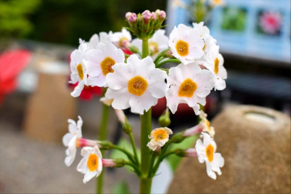 Japanese Primrose