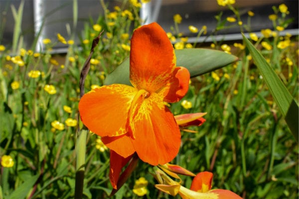 Orange Punch Canna