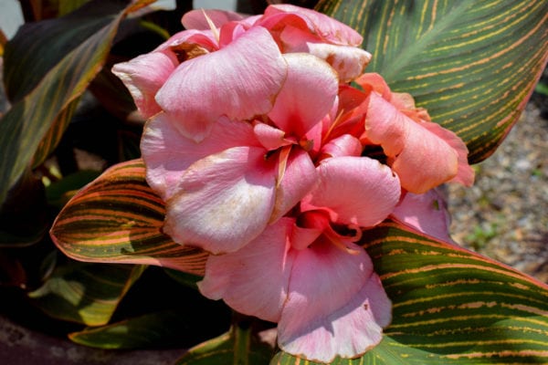 Punk Sunburst Canna