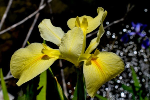 Yellow Iris Wow Factor