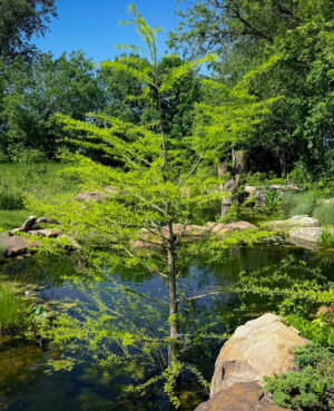 Bald Cypress