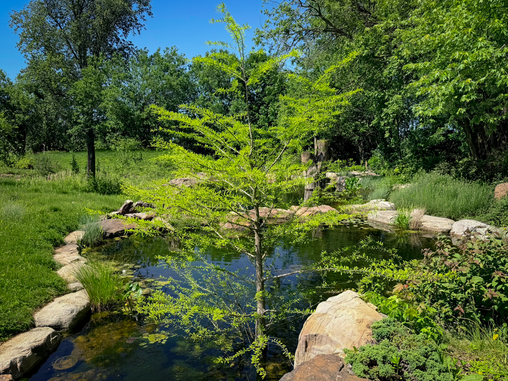 Bald Cypress