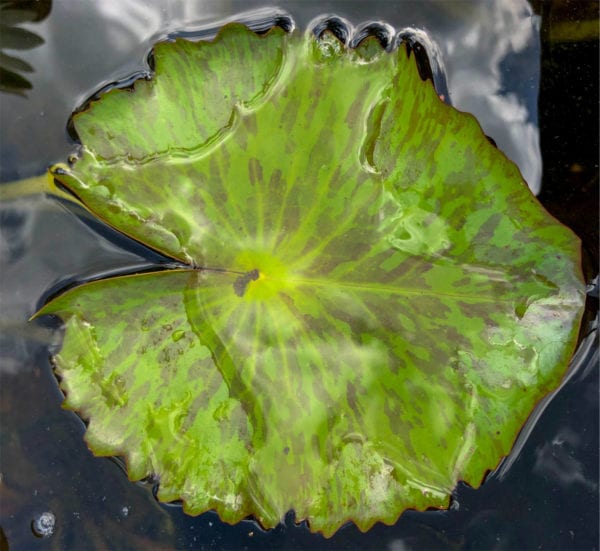 Crystal Tropical Waterlily