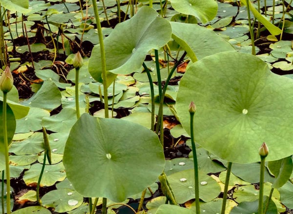 Lotus York PA