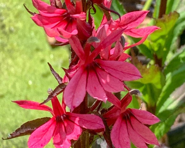 Pink Cardinal Flower