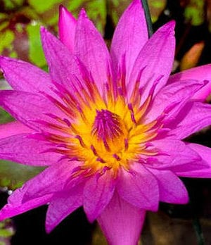 Queen of Siam Tropical Waterlily