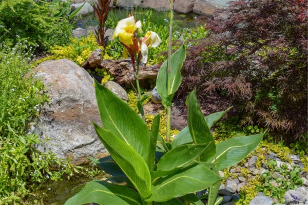 Striped Beauty Canna