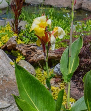 Striped Beauty Canna