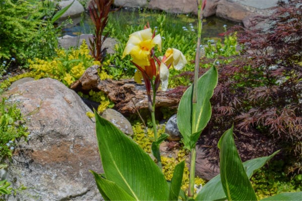 Striped Beauty Canna