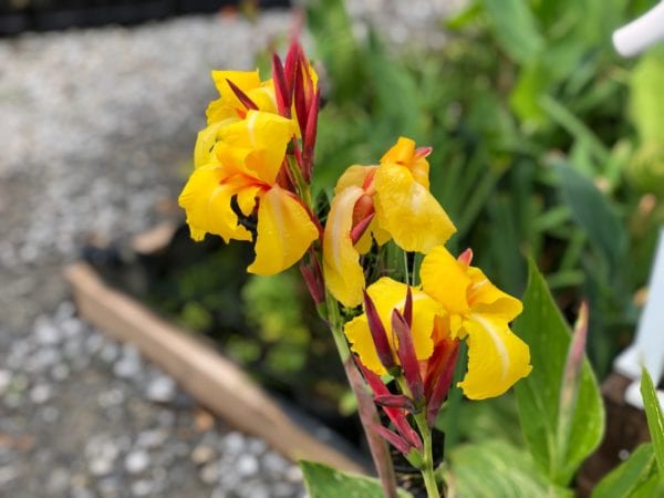 Striped Beauty Canna