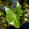 Violet-Stemmed Taro