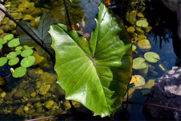 Violet-Stemmed Taro