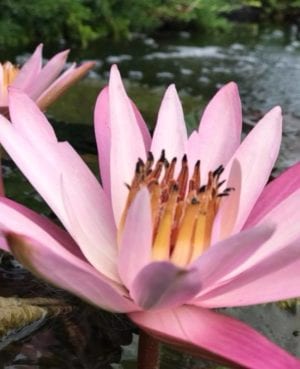 Texas Shell Pink Tropical Waterlily