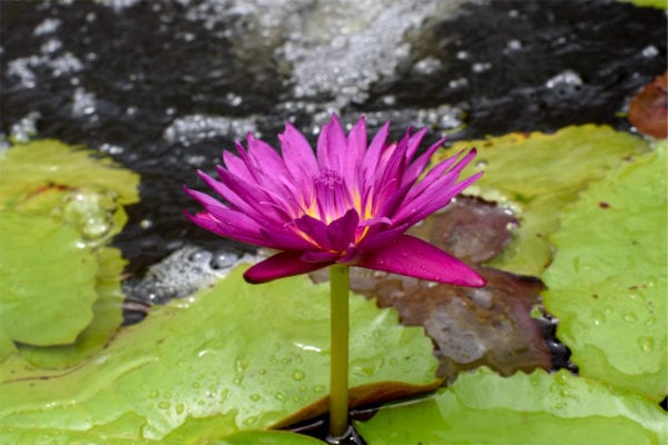 Bull's Eye Tropical Waterlily