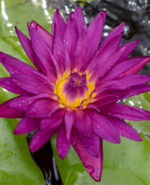 Bull's Eye Tropical Waterlily