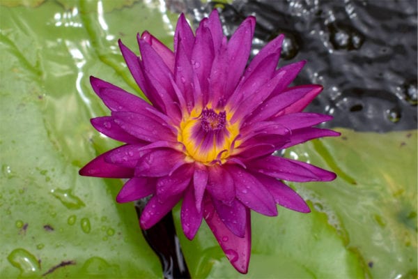 Bull's Eye Tropical Waterlily