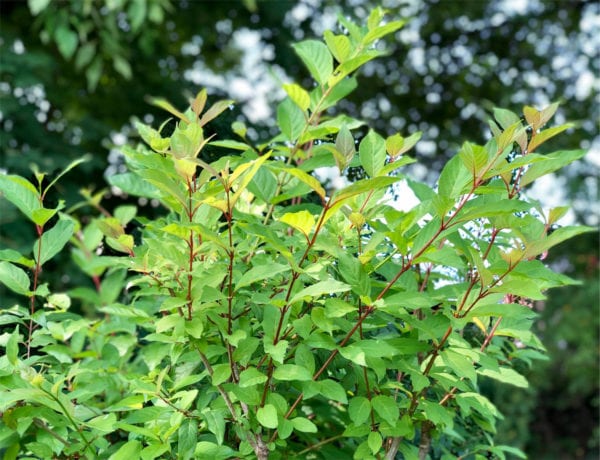 Buttonbush