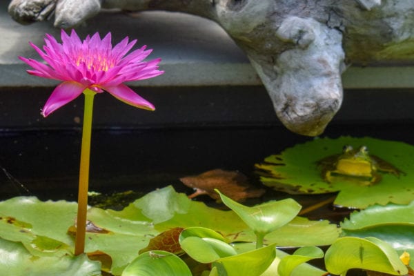 Bull's Eye Tropical Waterlily