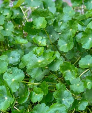 Giant Pennywort