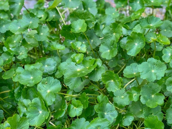 Giant Pennywort