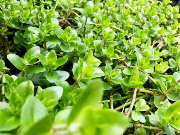 Lemon Bacopa