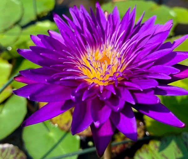 Plum Crazy Tropical Waterlily