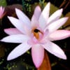 Texas Shell Pink Tropical Waterlily