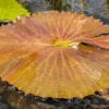 Texas Shell Pink Tropical Waterlily