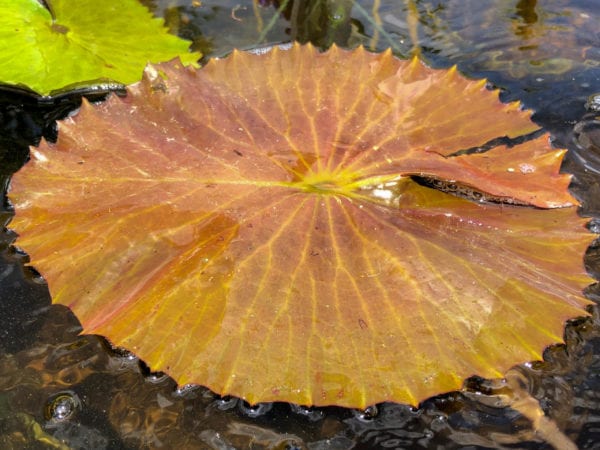 Texas Shell Pink Tropical Waterlily