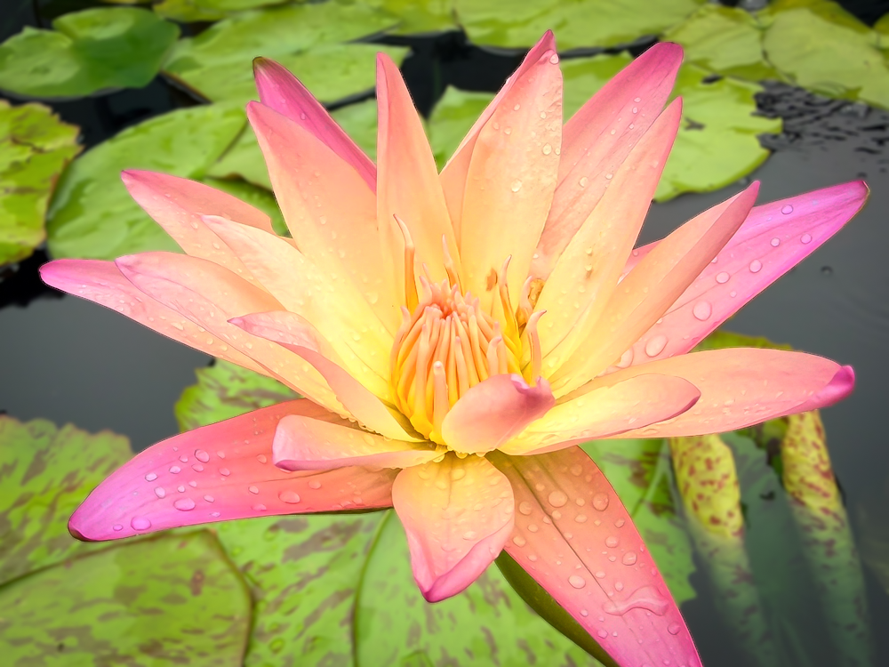 Albert Greenberg Tropical Waterlily - Image 3