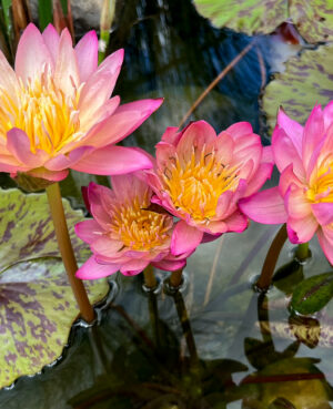 Albert Greenberg Tropical Waterlily