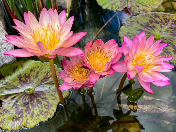 Albert Greenberg Tropical Waterlily