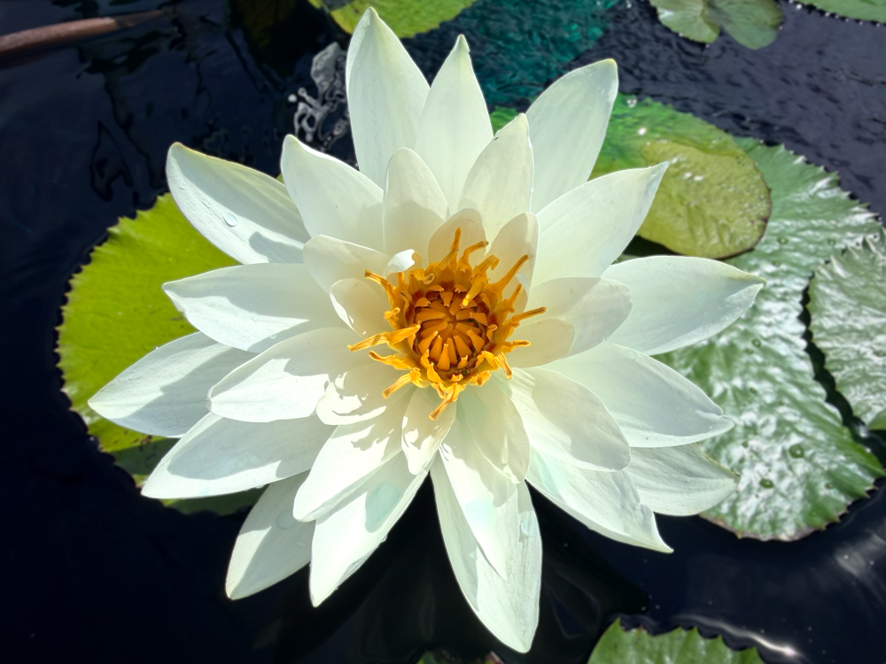 Wood's White Knight Tropical Waterlily - Image 2