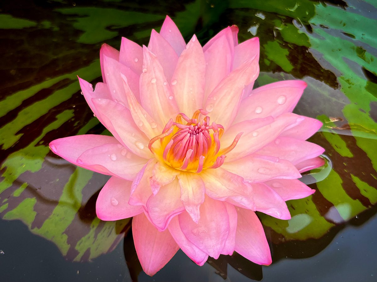 Coral Sky Tropical Waterlily - Splash Plants