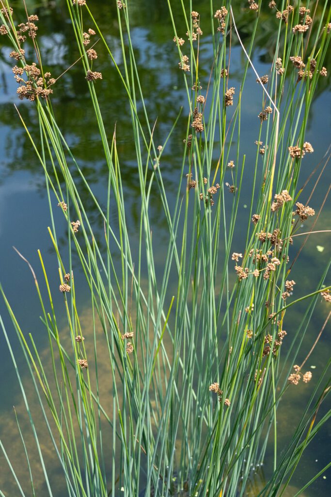 Blue Rush - Splash Plants