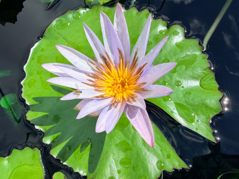 Islamorada Tropical Waterlily - Image 2