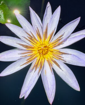 Islamorada Tropical Waterlily