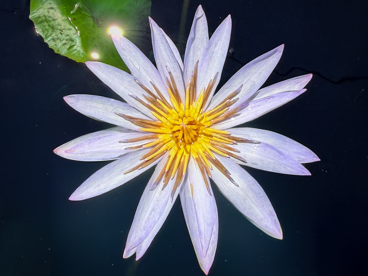 Islamorada Tropical Waterlily