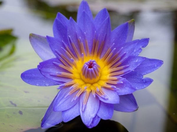 Laura Frase Tropical Waterlily