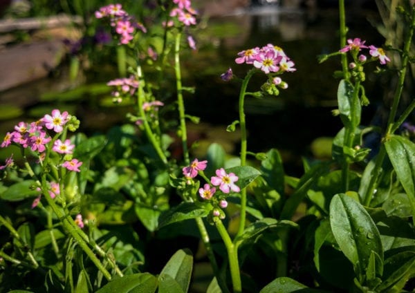 Pink Forget-Me-Not