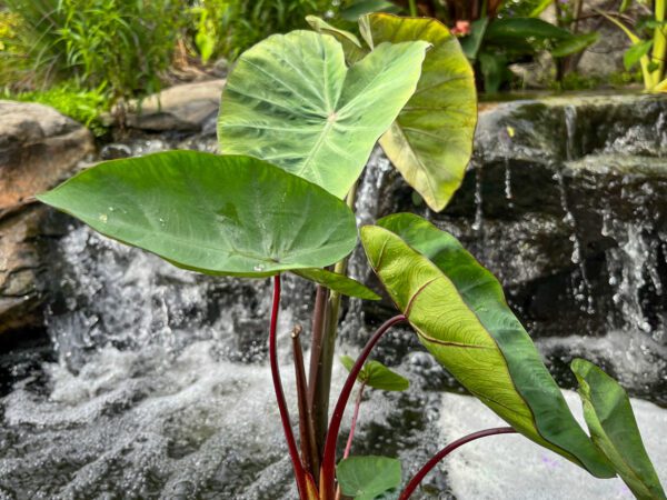 Red-Stemmed Taro