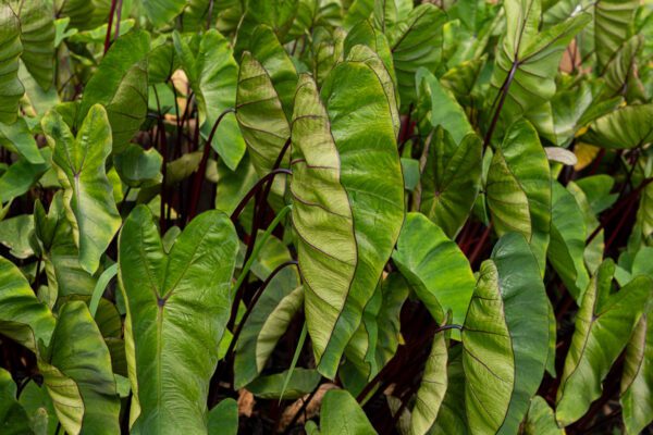 Red-Stemmed Taro - Image 2