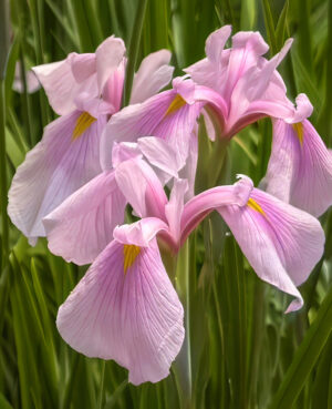 Rose Iris