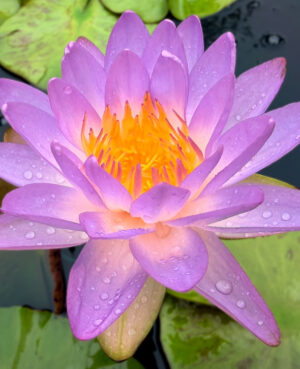 Siam Purple 1 Hardy Waterlily (Hybrid)