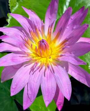 Pink Capensis Tropical Waterlily