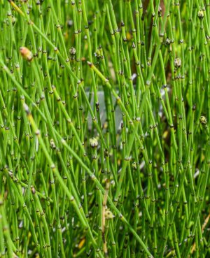 Miniature Horsetail