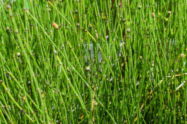 Miniature Horsetail